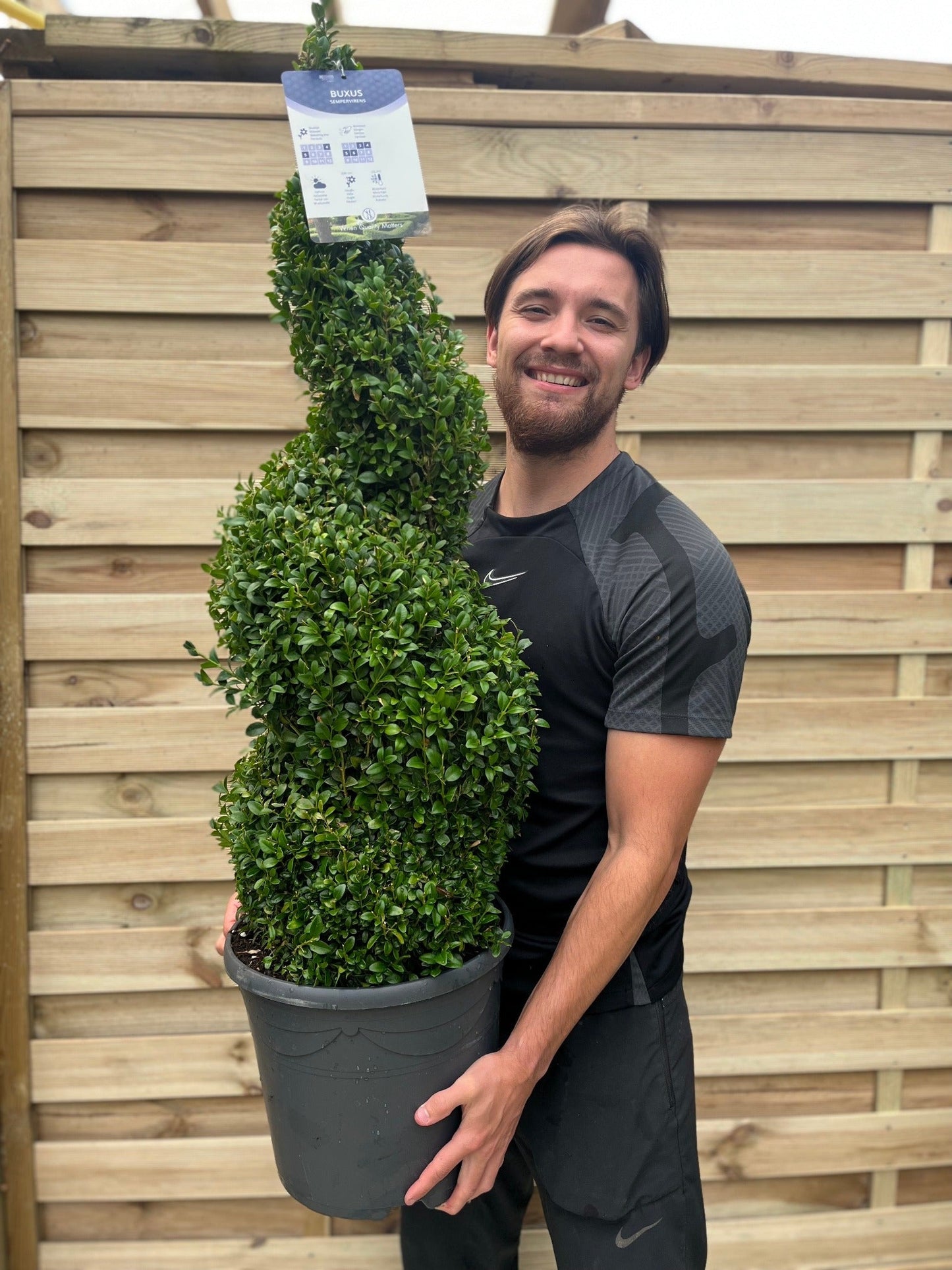 Buxus Spiral | Buxus sempervirens Topiary | Box Spiral