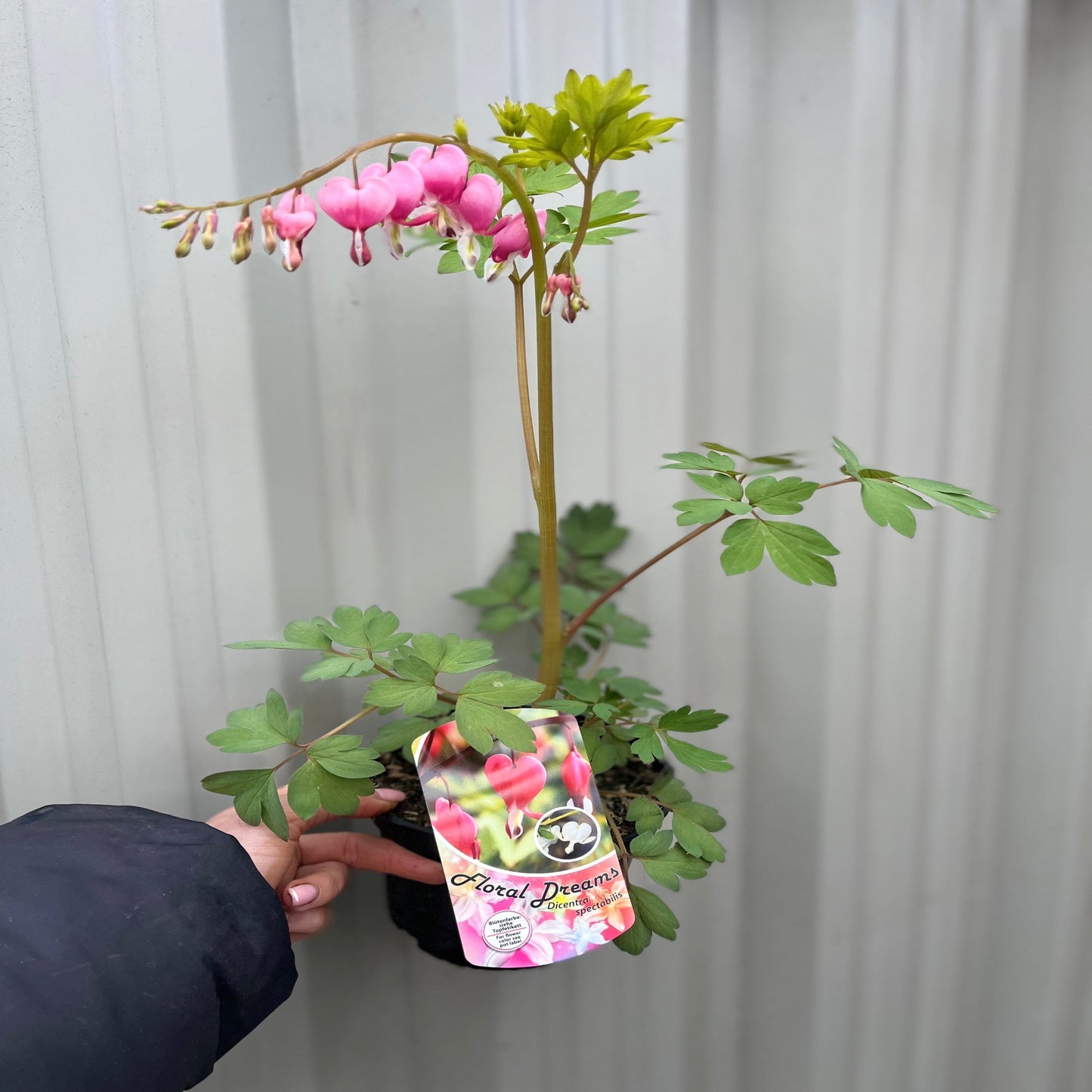 Dicentra Spectabilis 'Bleeding Heart' Pink (6cm - 2L)