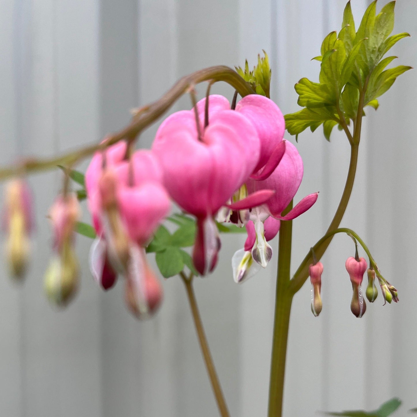 Dicentra Spectabilis 'Bleeding Heart' Pink (6cm - 2L)