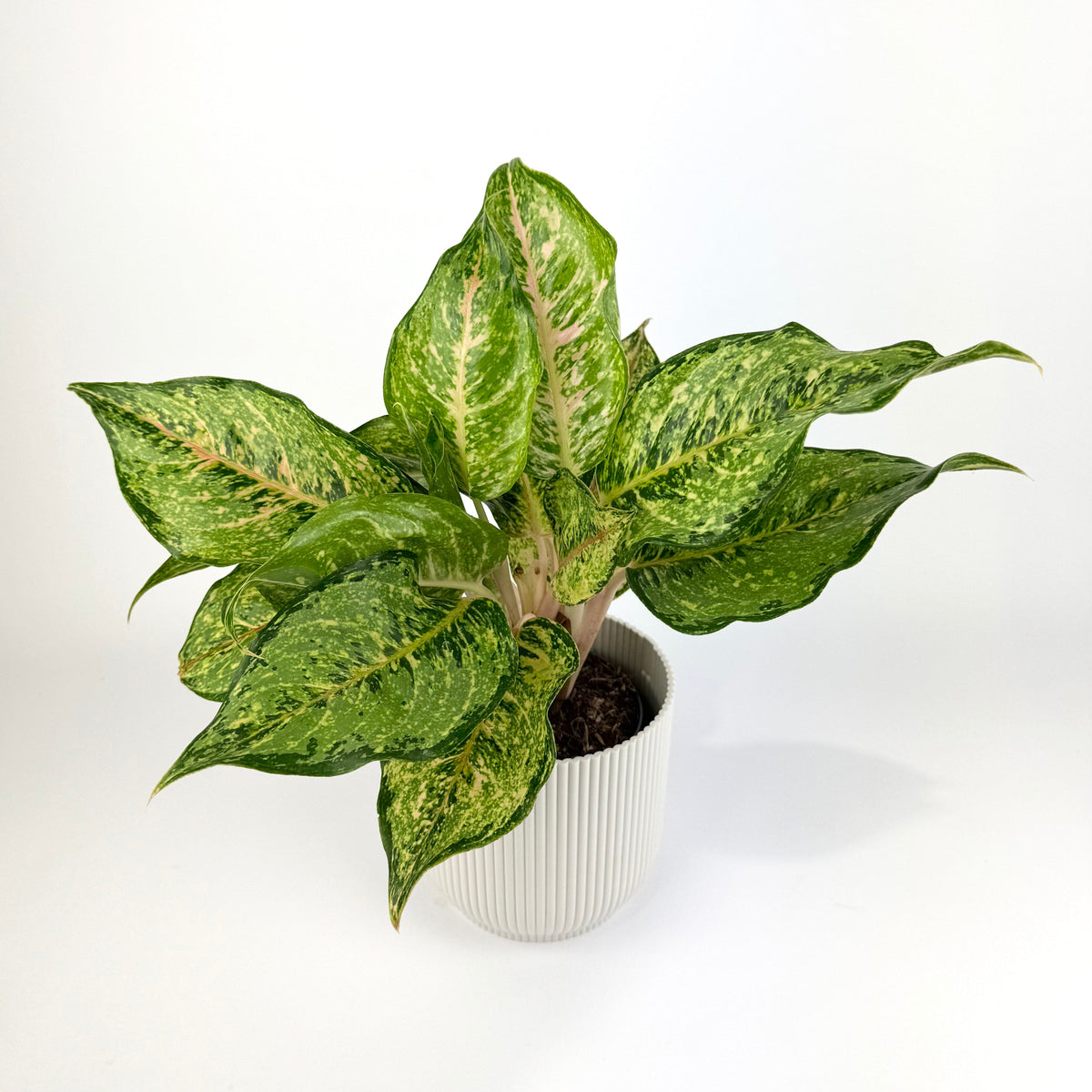 Aglaonema Pistachio Pink 12cm Houseplant