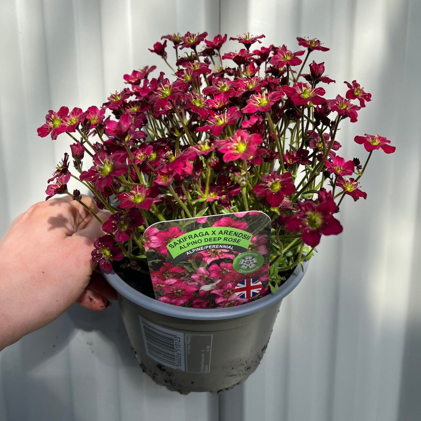 Saxifraga x Arendsii Alpino Deep Rose 1.5L