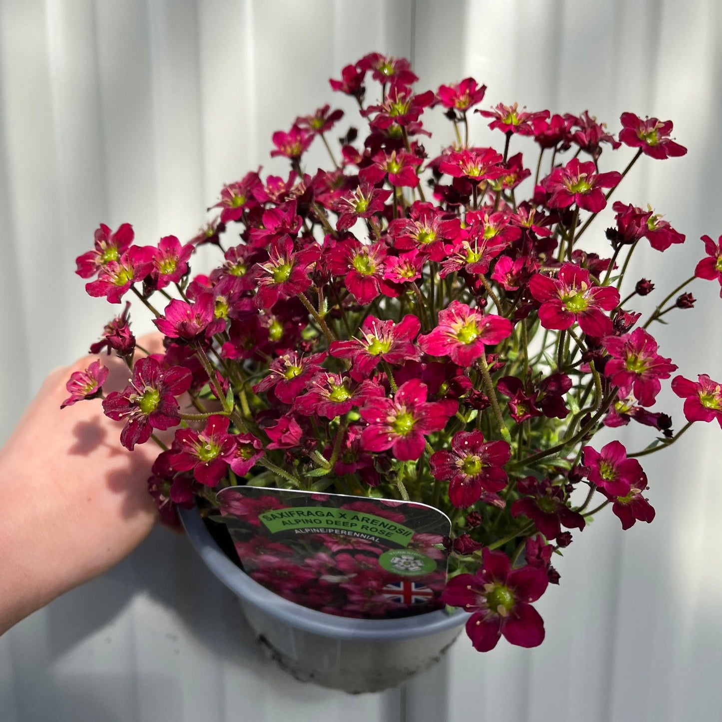 Saxifraga x Arendsii Alpino Deep Rose 1.5L