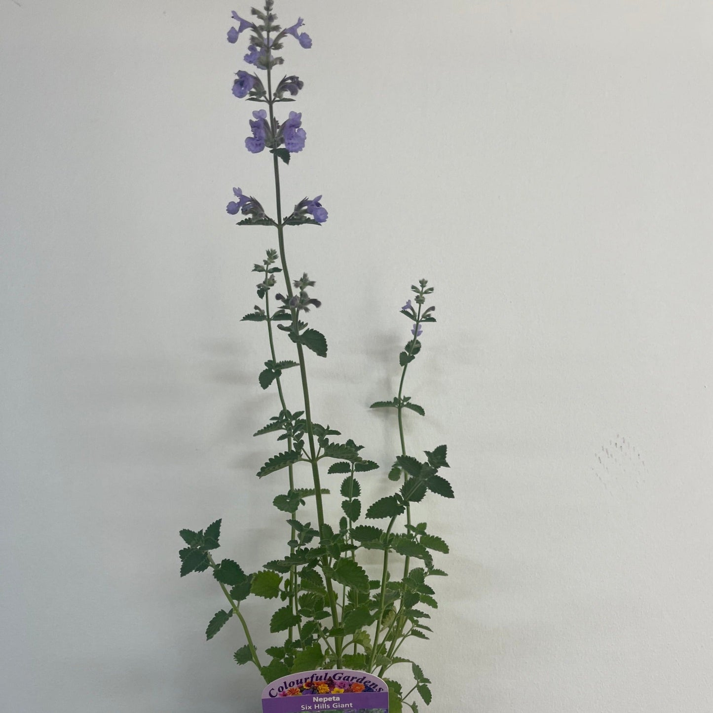 Nepeta Six Hills Giant 9cm/11cm/2L