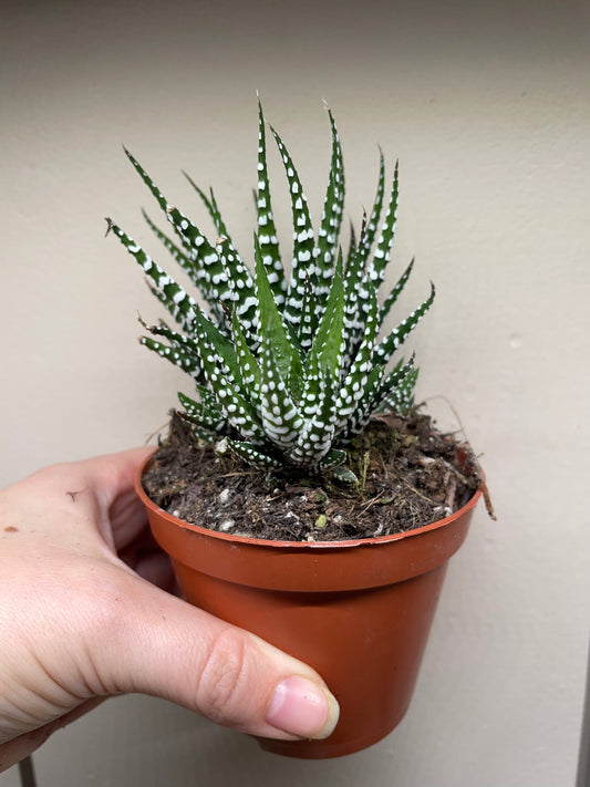 Haworthia fasciata 'Big Band' (Zebra Haworthia)