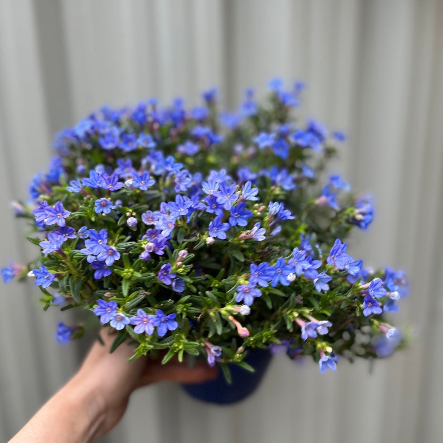 Lithodora 'Heavenly Blue'