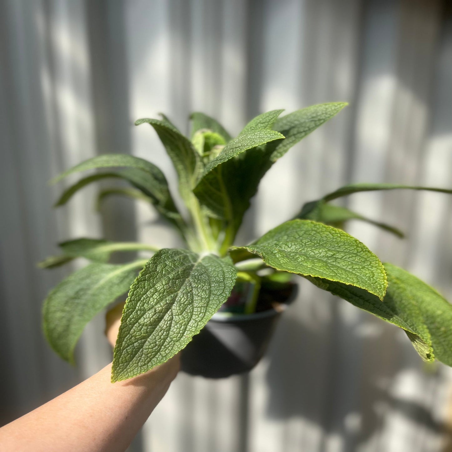 Digitalis 'Pink Panther' Foxglove (Two Sizes Available)