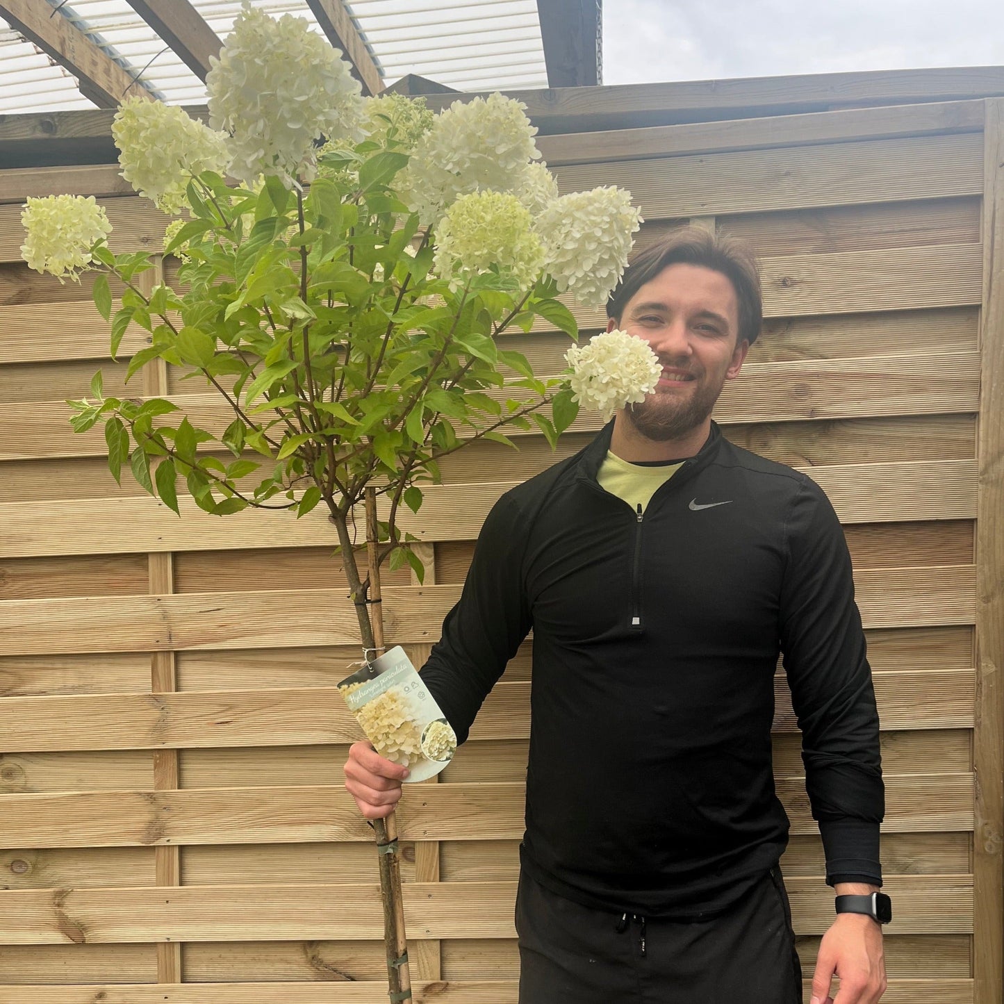 Hydrangea paniculata 'LimeLight’ Tree