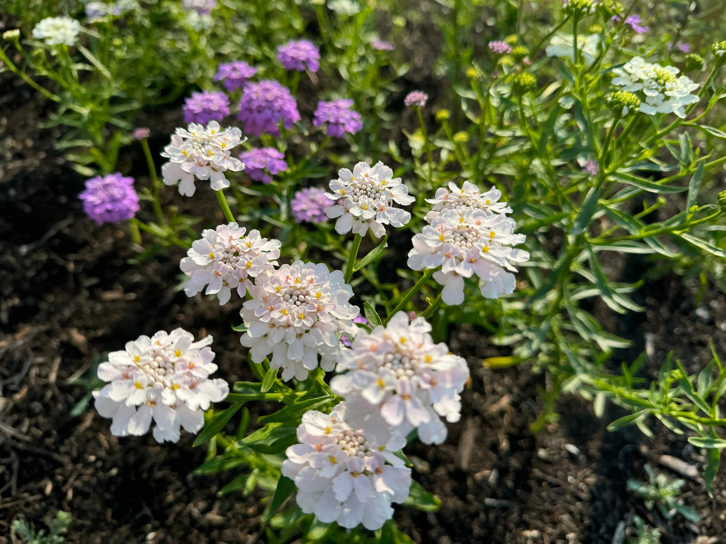 Candytuft Crown Mixed