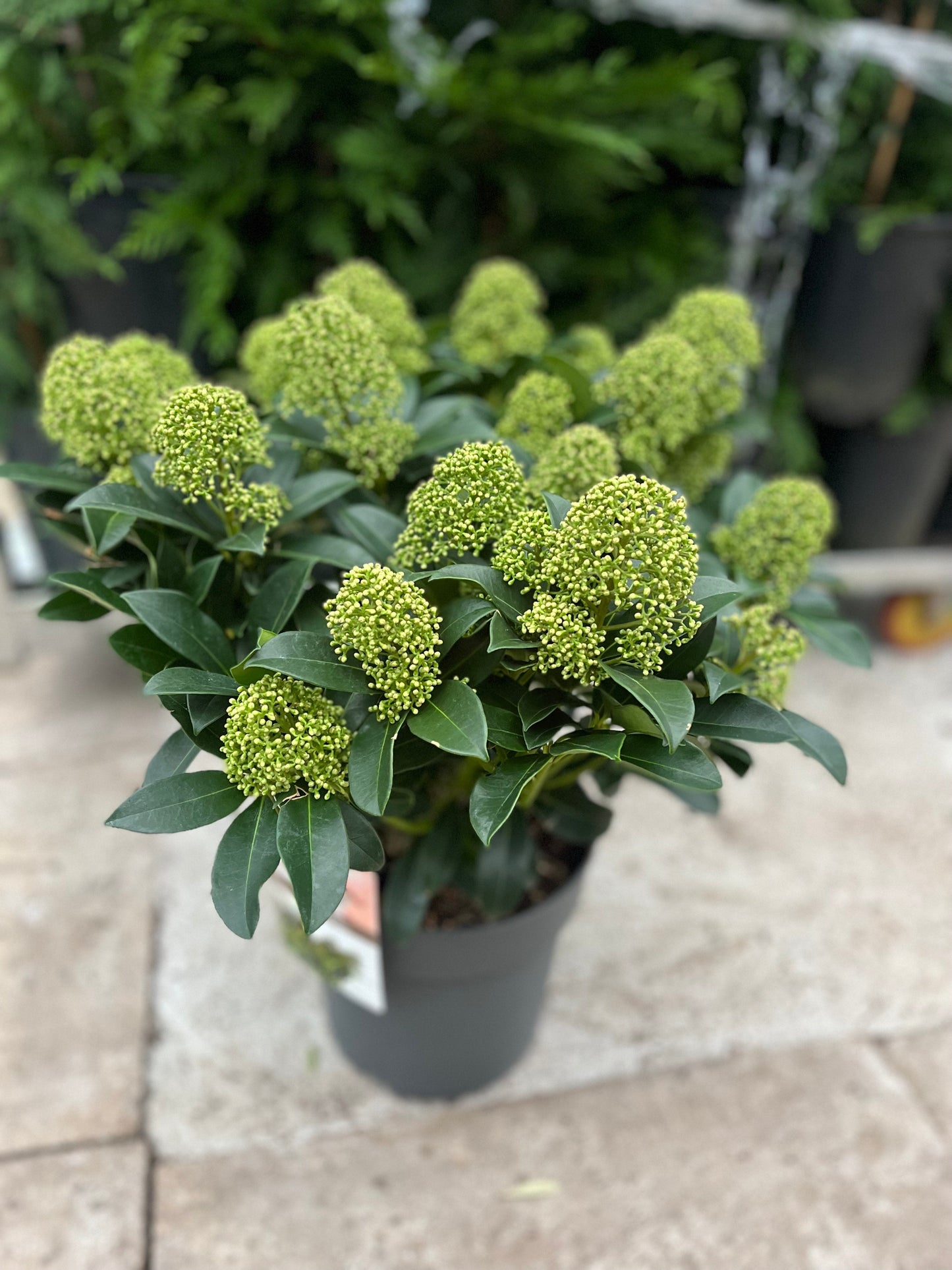 Skimmia japonica 'Finchy' 10.5cm / 2L / 5L