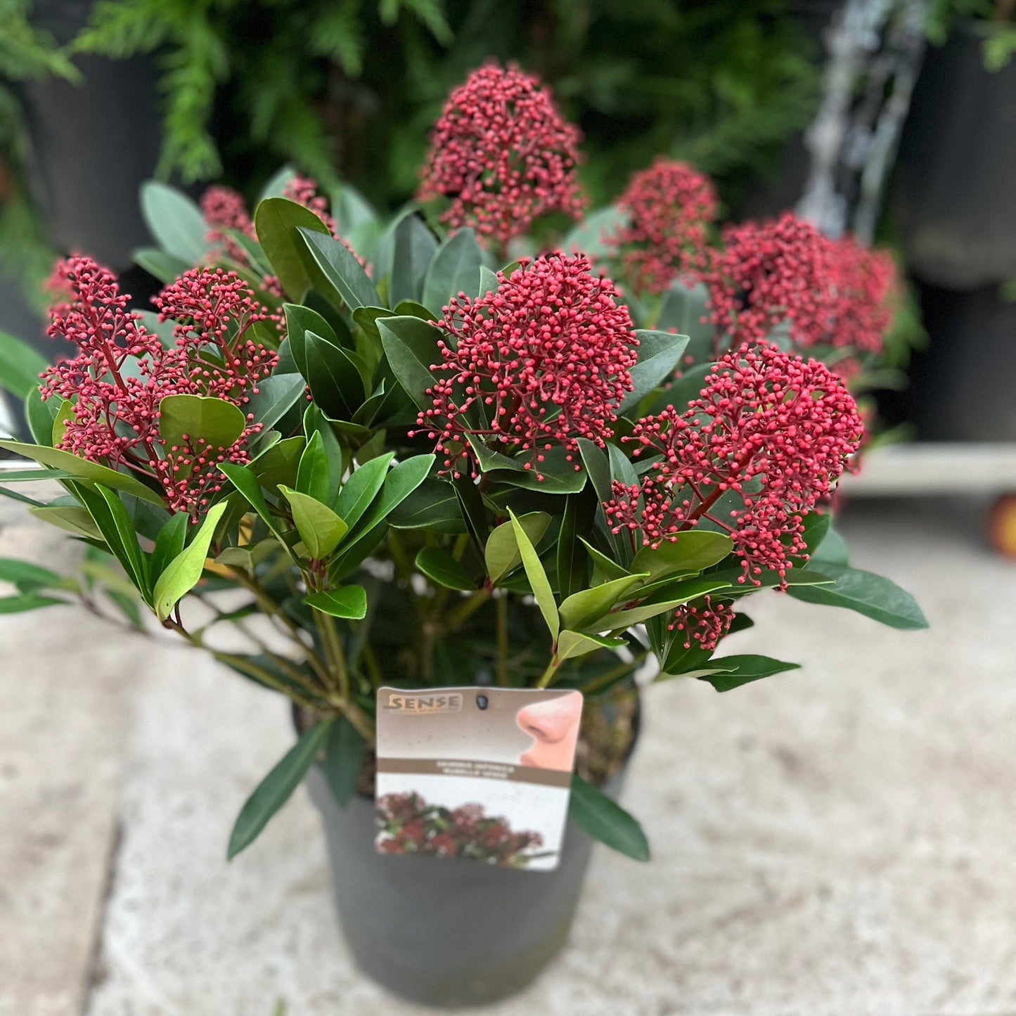 Skimmia japonica Rubella 9cm-12L