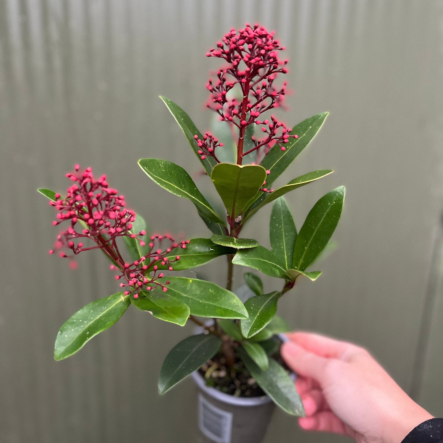 Skimmia japonica Rubella 9cm-12L
