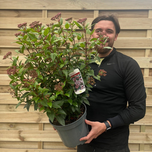 Viburnum tinus 'Spirit' 9cm / 2L / 5L / 10L