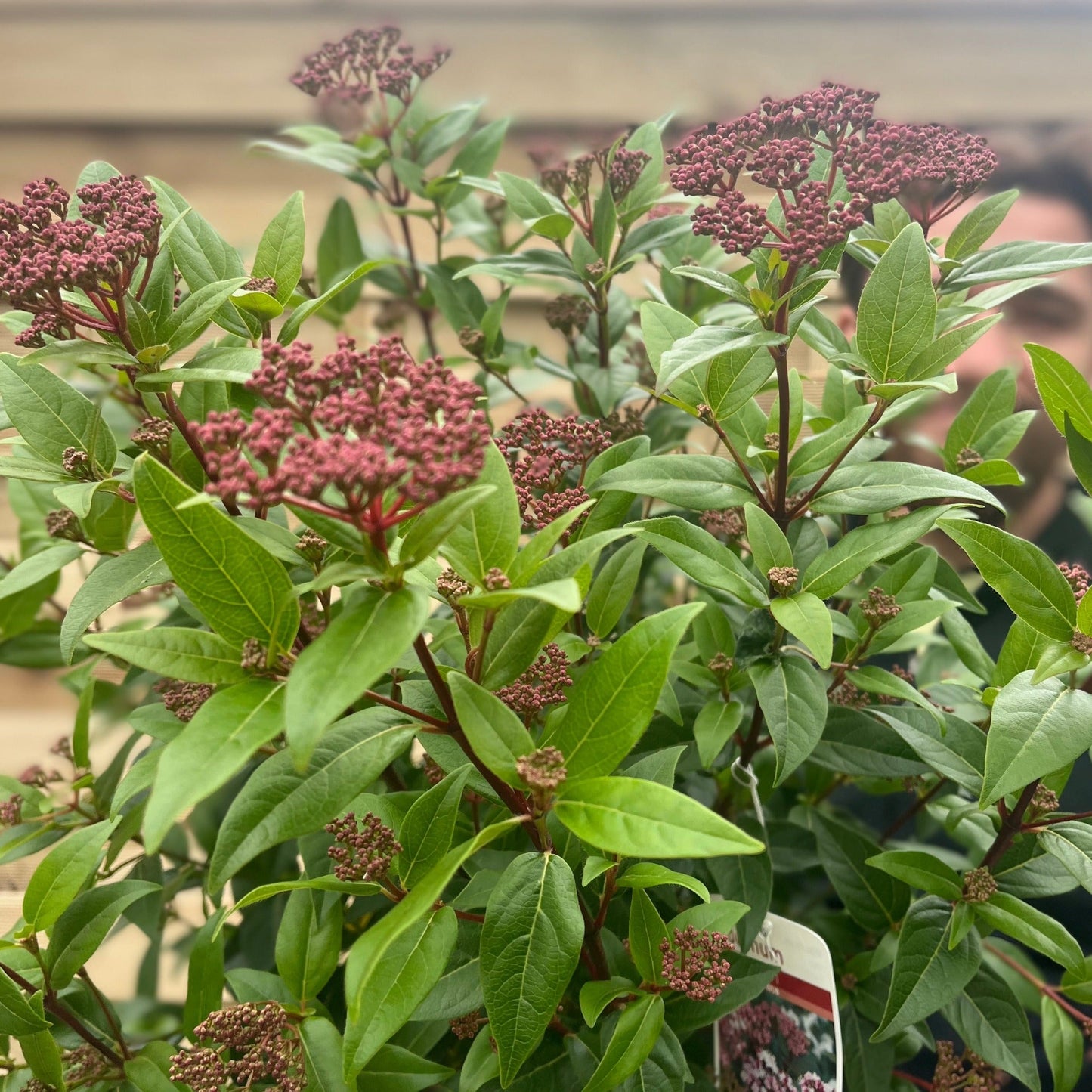 Viburnum tinus 'Spirit' 9cm / 2L / 5L / 10L