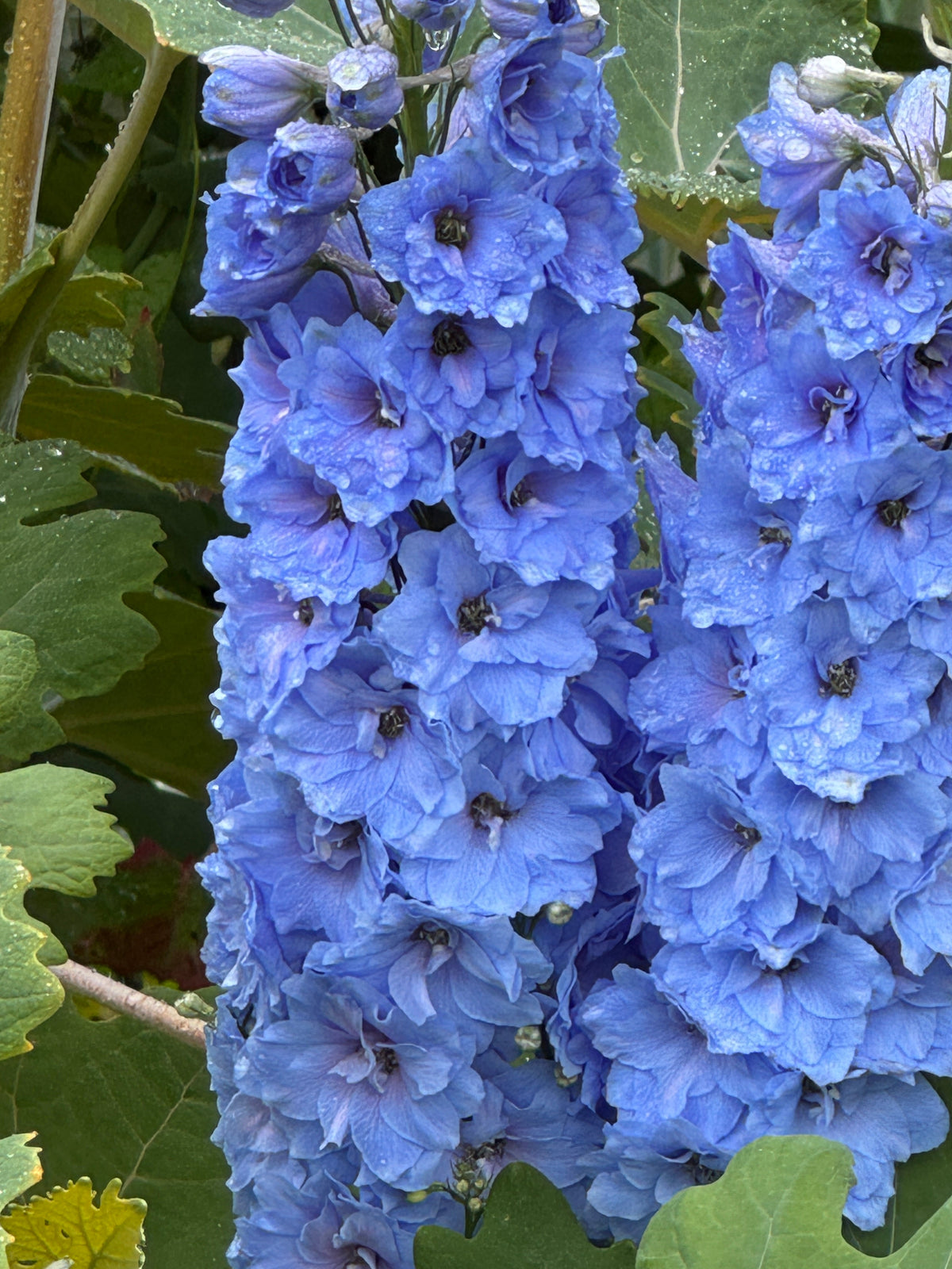 Delphinium Pacific Giant Summer Skies