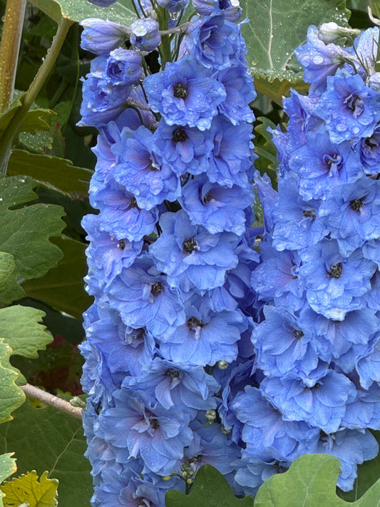 Delphinium Pacific Giant Summer Skies