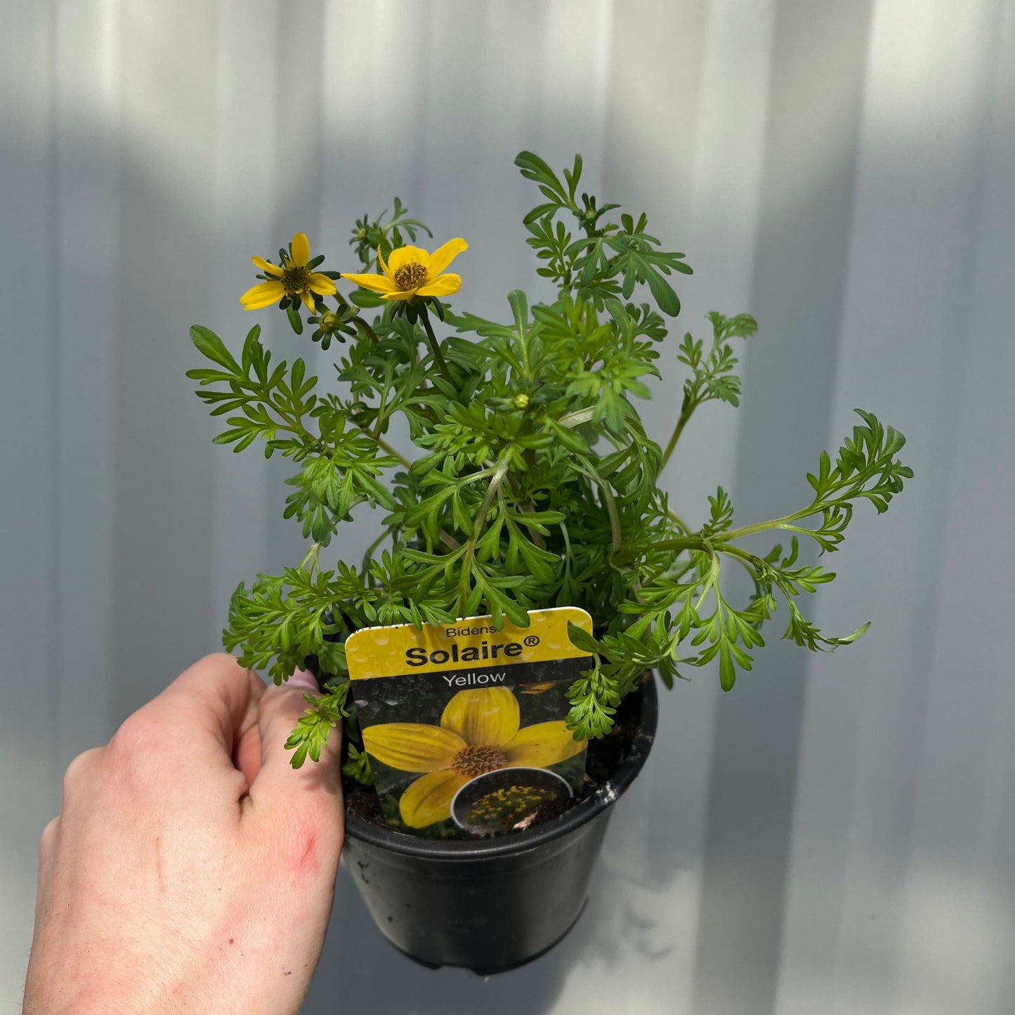 Bidens  (9cm)