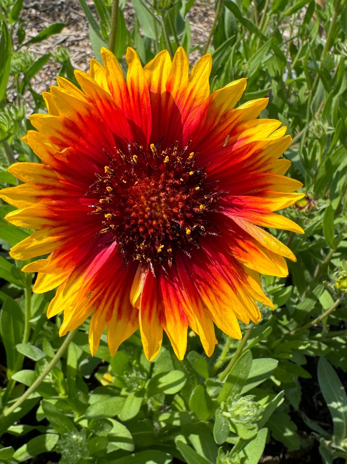 Gaillardia Aristata Bicolour Goblin