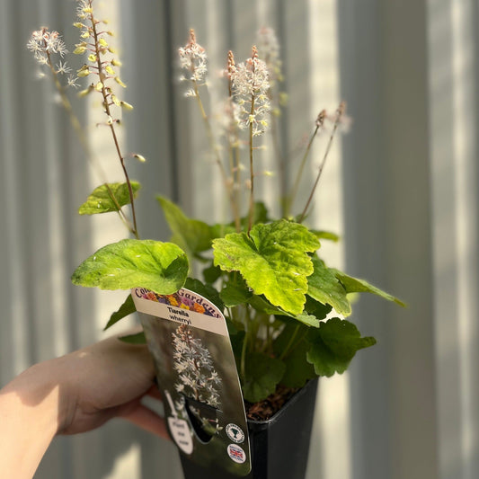 Tiarella wherryi 9cm