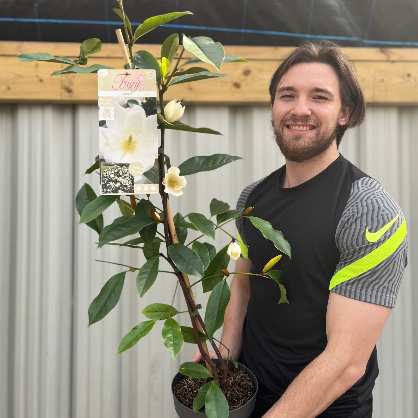 Evergreen Magnolia | Fairy Magnolia 'Honey Velvet' | 60-70cm, 70-80cm
