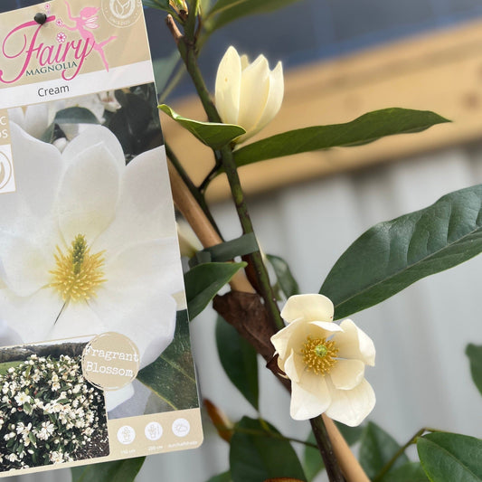 Evergreen Magnolia | Fairy Magnolia 'Honey Velvet' | 60-70cm, 90-100cm