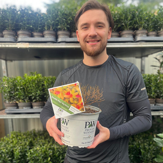 Spiraea Double Play 'Big Bang' 3L