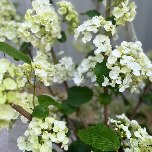 Viburnum plicatum 'Popcorn' | 4L / 10L