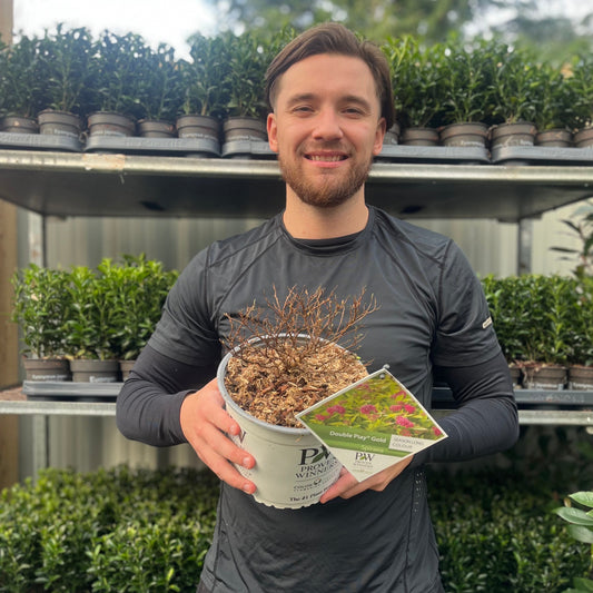 Spiraea Double Play 'Gold' 3L