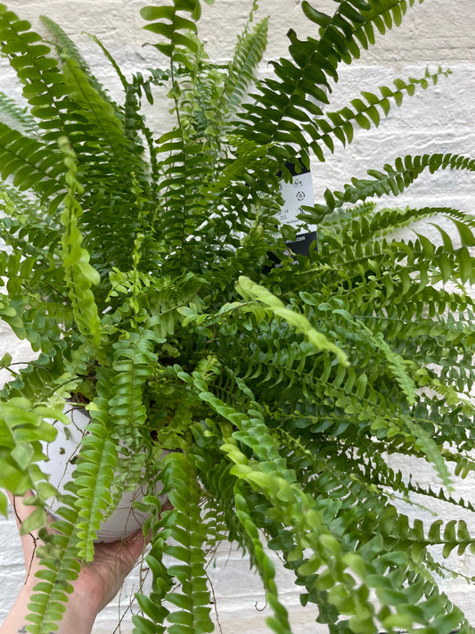 Nephrolepis Exaltata 'Green Lady Fern' (Boston Fern)