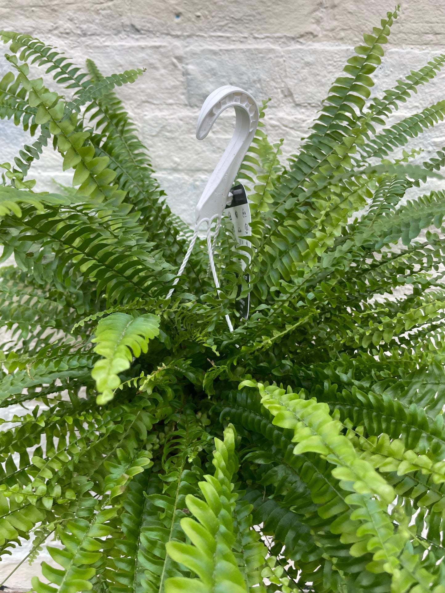 Nephrolepis Exaltata 'Green Lady Fern' (Boston Fern)