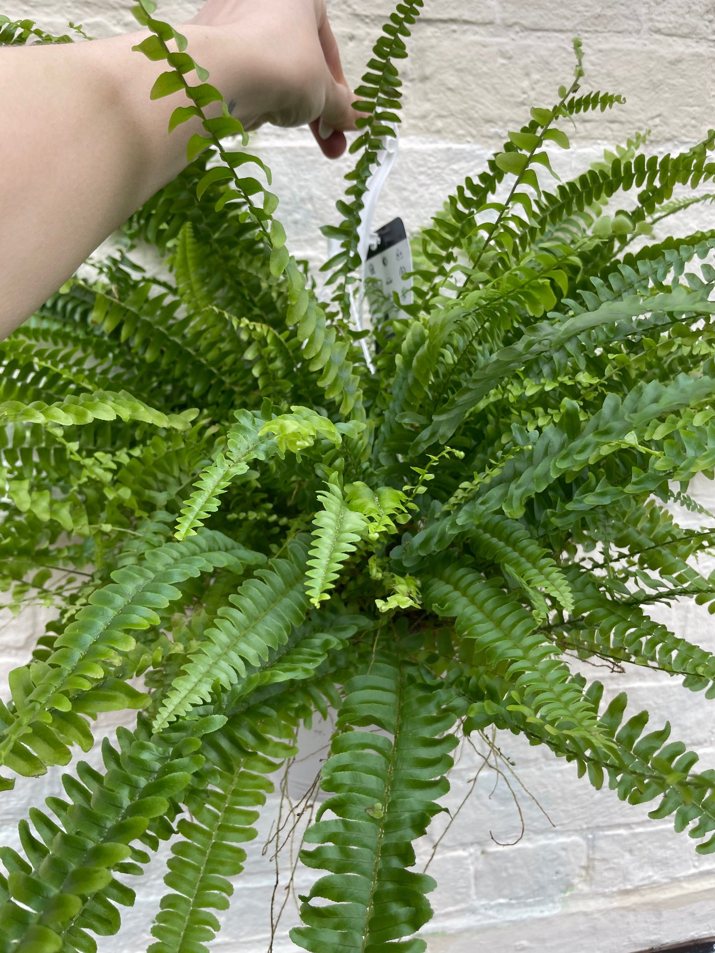 Nephrolepis Exaltata 'Green Lady Fern' (Boston Fern)