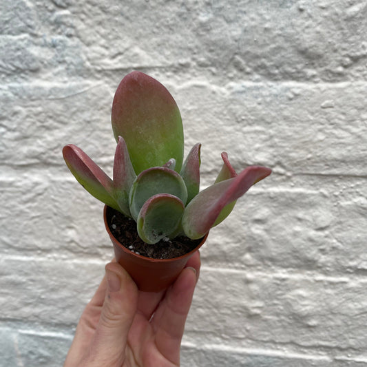 Kalanchoe luciae 'Oricula' (Paddle Plant)