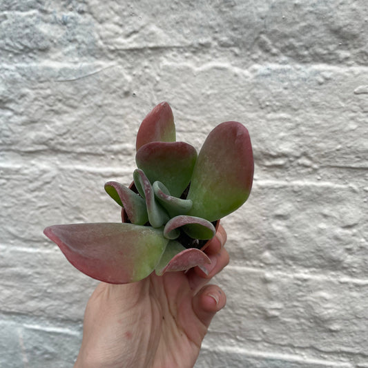 Kalanchoe luciae 'Oricula' (Paddle Plant)