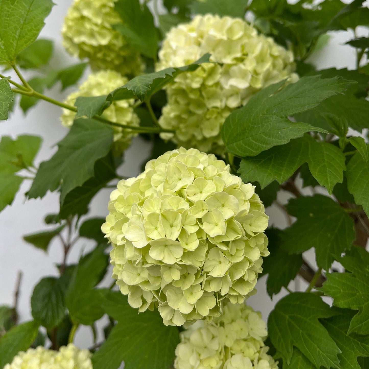 Viburnum opulus 'Roseum' (Snowball) 9cm / 2L / 5L