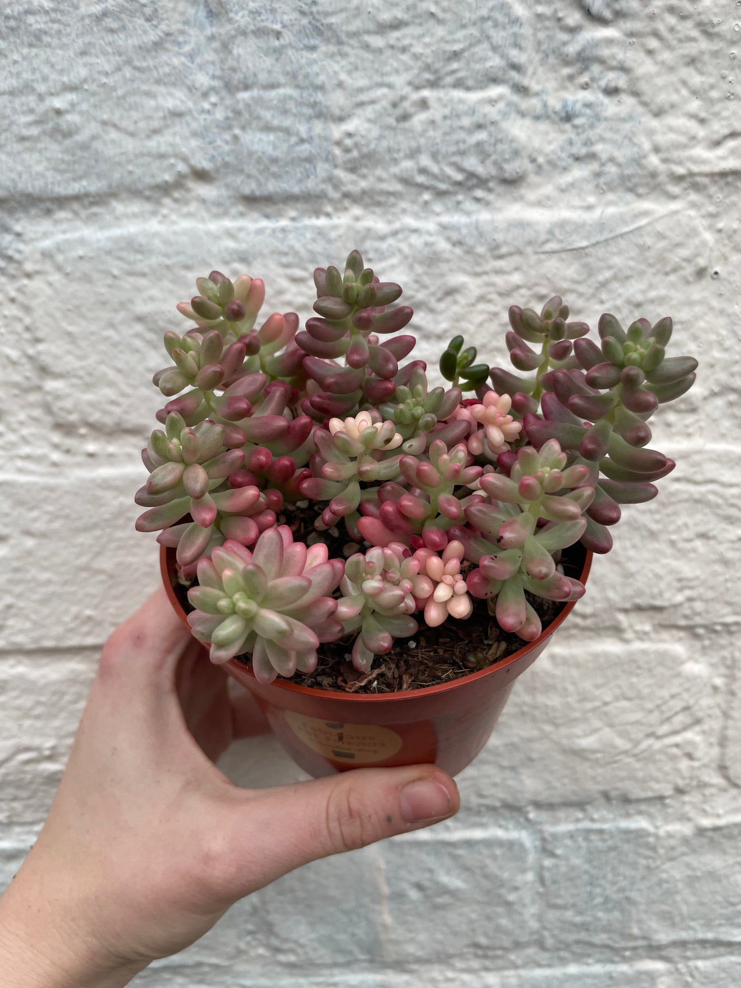 Sedum rubrotinctum rosea 'Aurora' (Pink Jelly Beans)