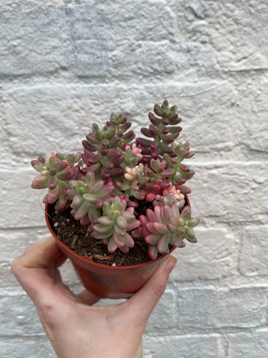 Sedum rubrotinctum rosea 'Aurora' (Pink Jelly Beans)