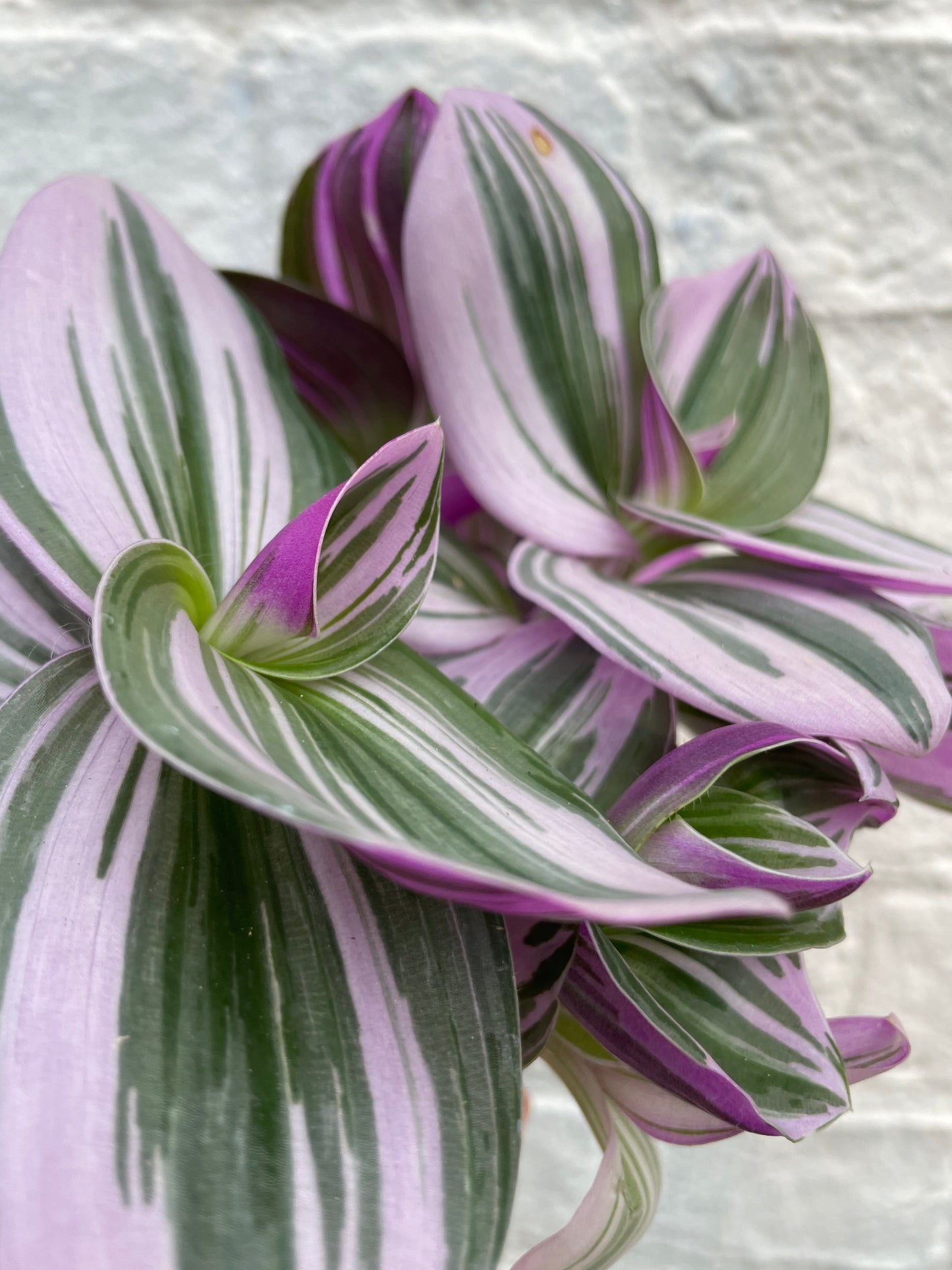 Tradescantia 'Nanouk' (Inch plant / Wandering Dude Plant)