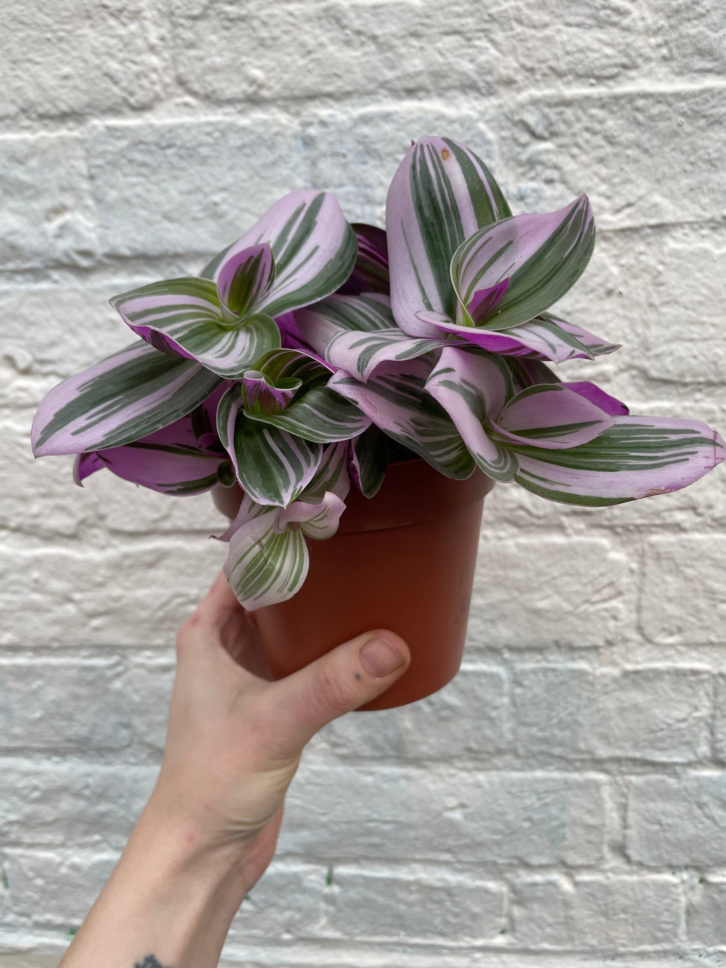 Tradescantia 'Nanouk' (Inch plant / Wandering Dude Plant)