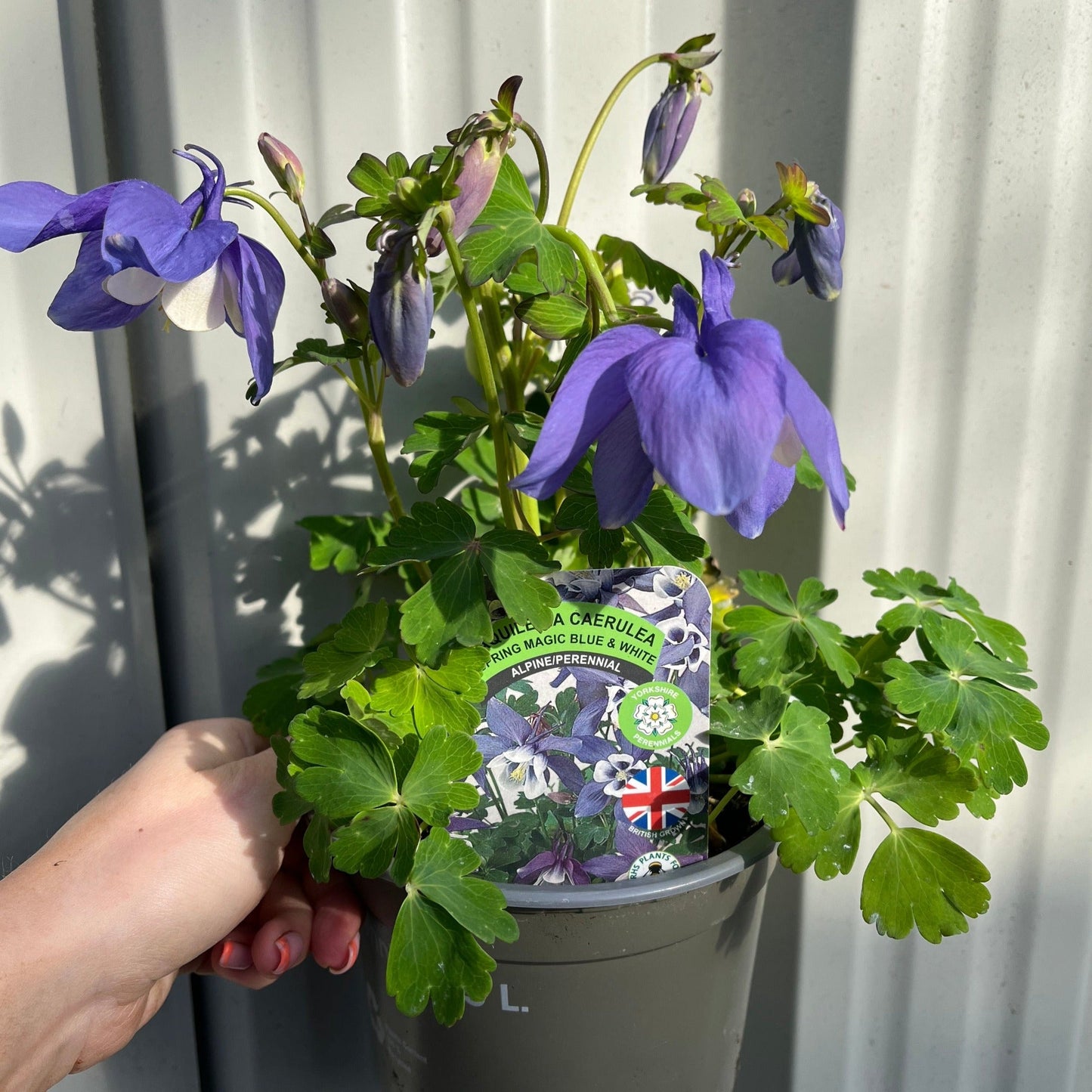 Aquilegia 'Spring Magic Blue' 9cm/1.5L