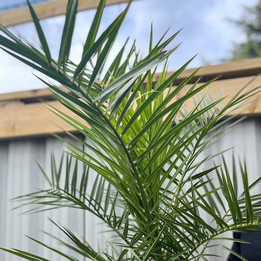 Phoenix Palm | Phoenix canariensis 'Canary Island Date Palm' 60-70cm / 70-80cm