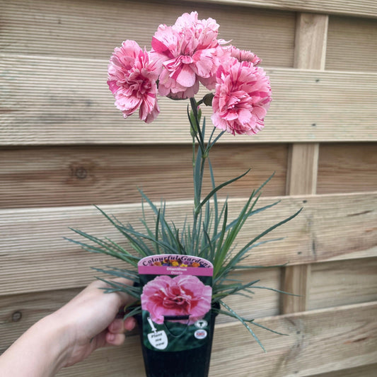 Dianthus 'Doris' 9cm