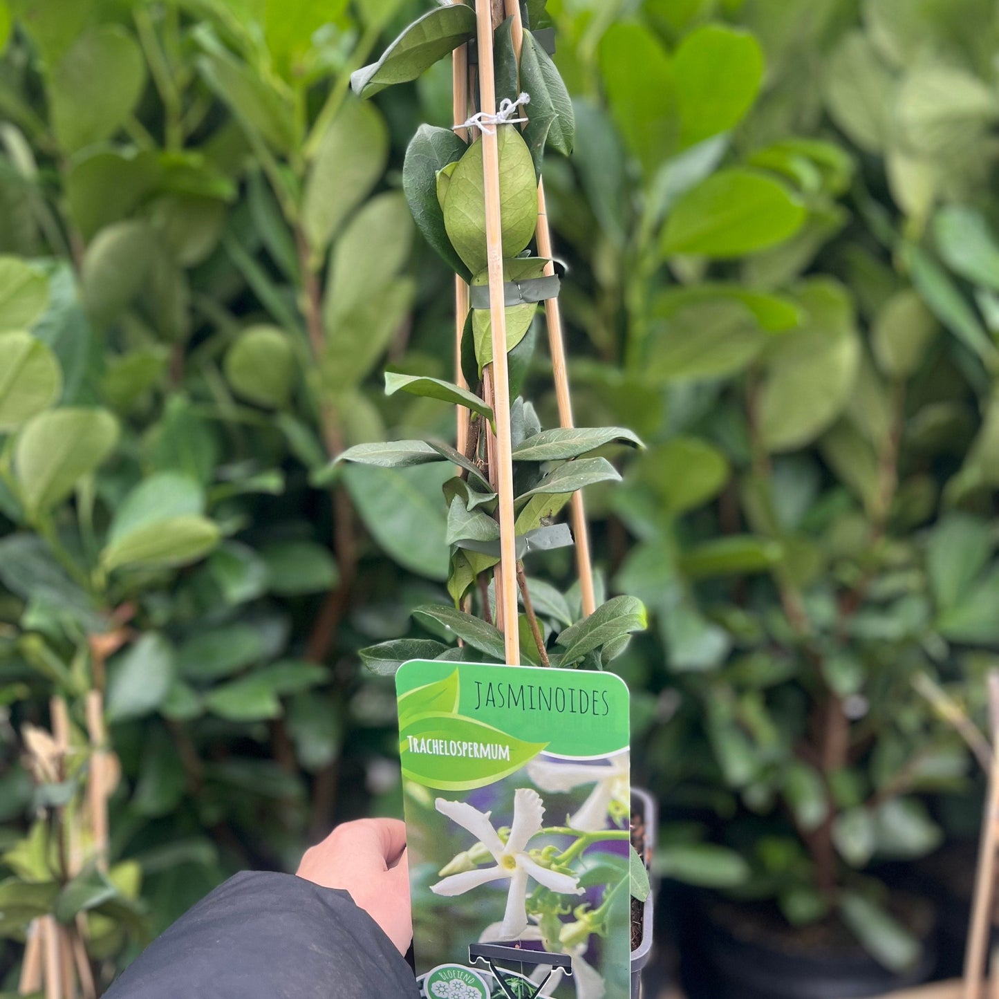 Evergreen Star Jasmine | Trachelospermum jasminoides | Climber