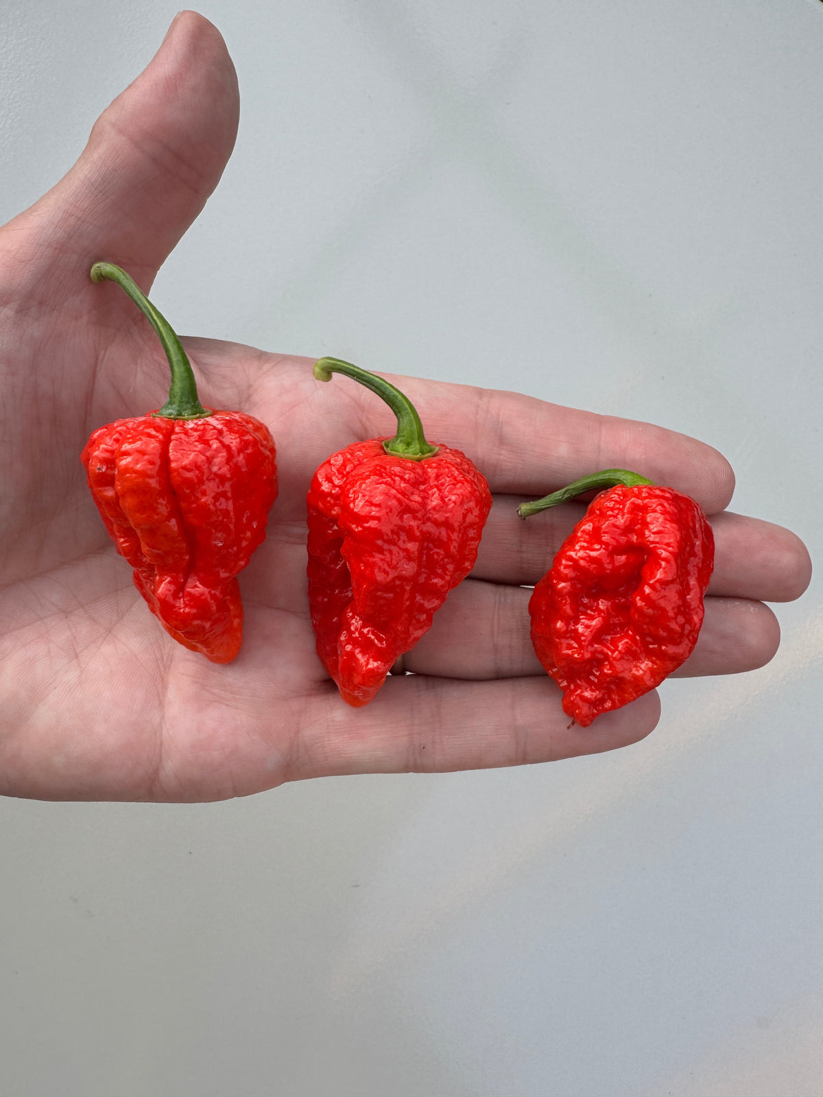 Bhutlah Red Chilli