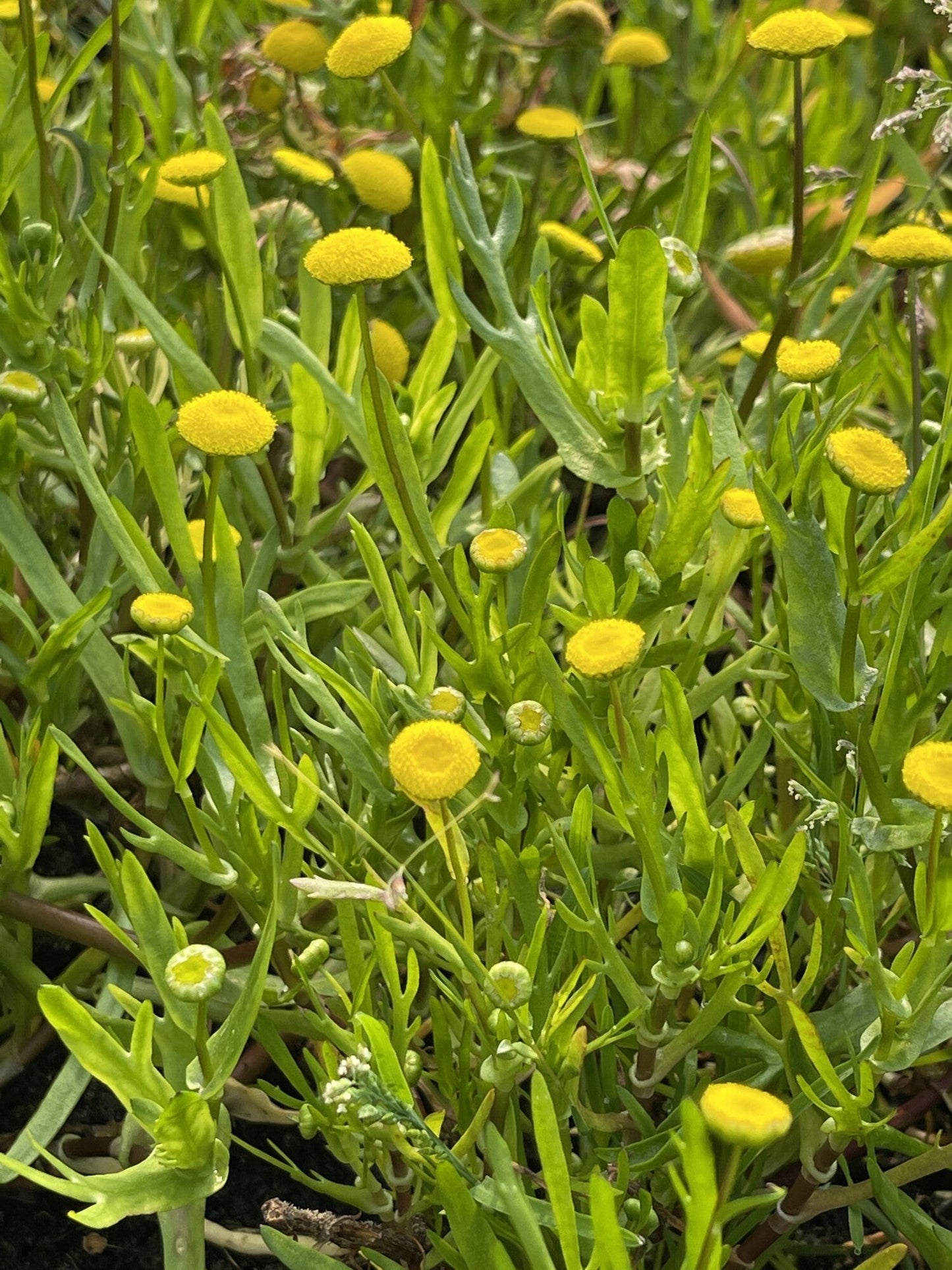 Cotula coronopifolia