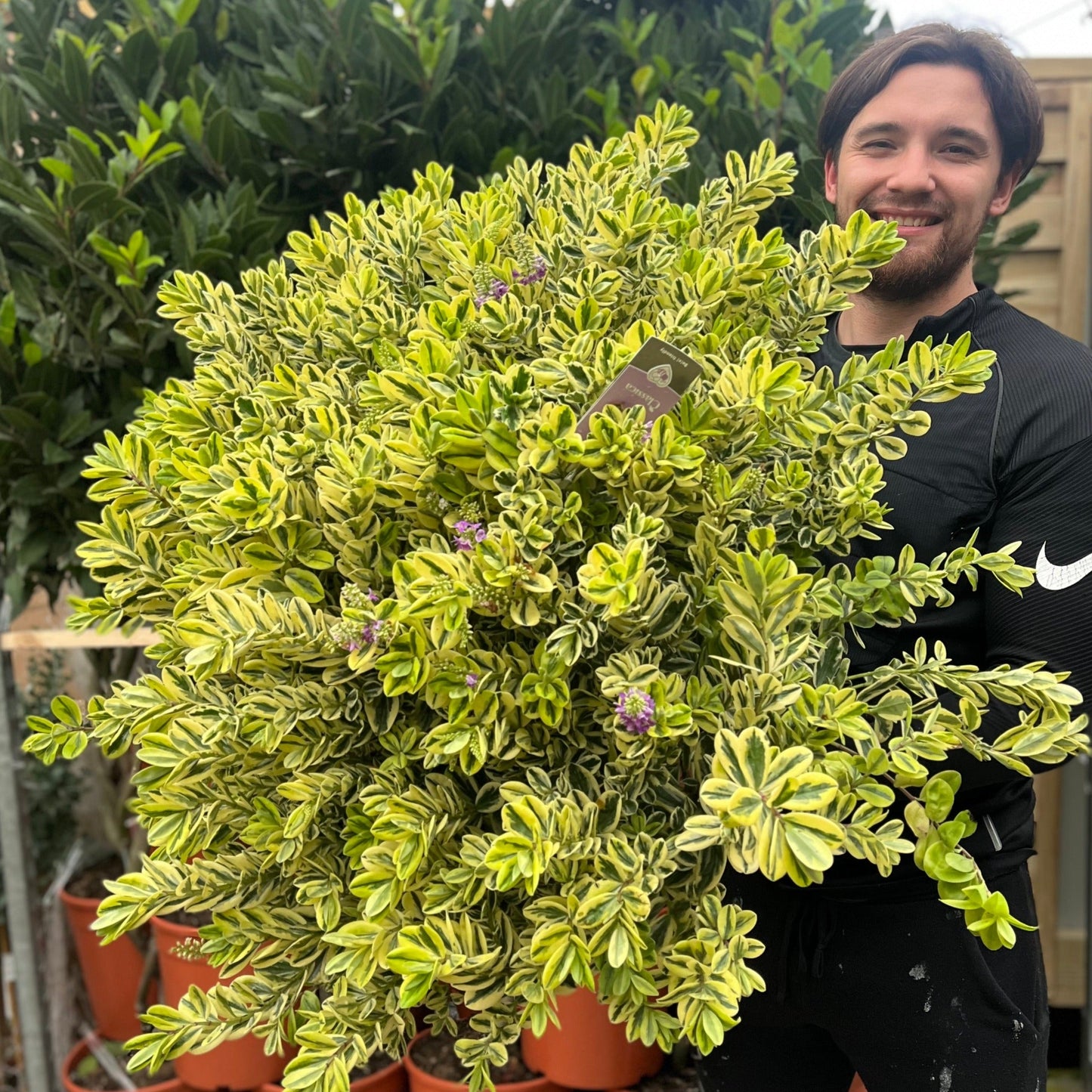 Variegated Hebe 'Franciscana' 7.5L