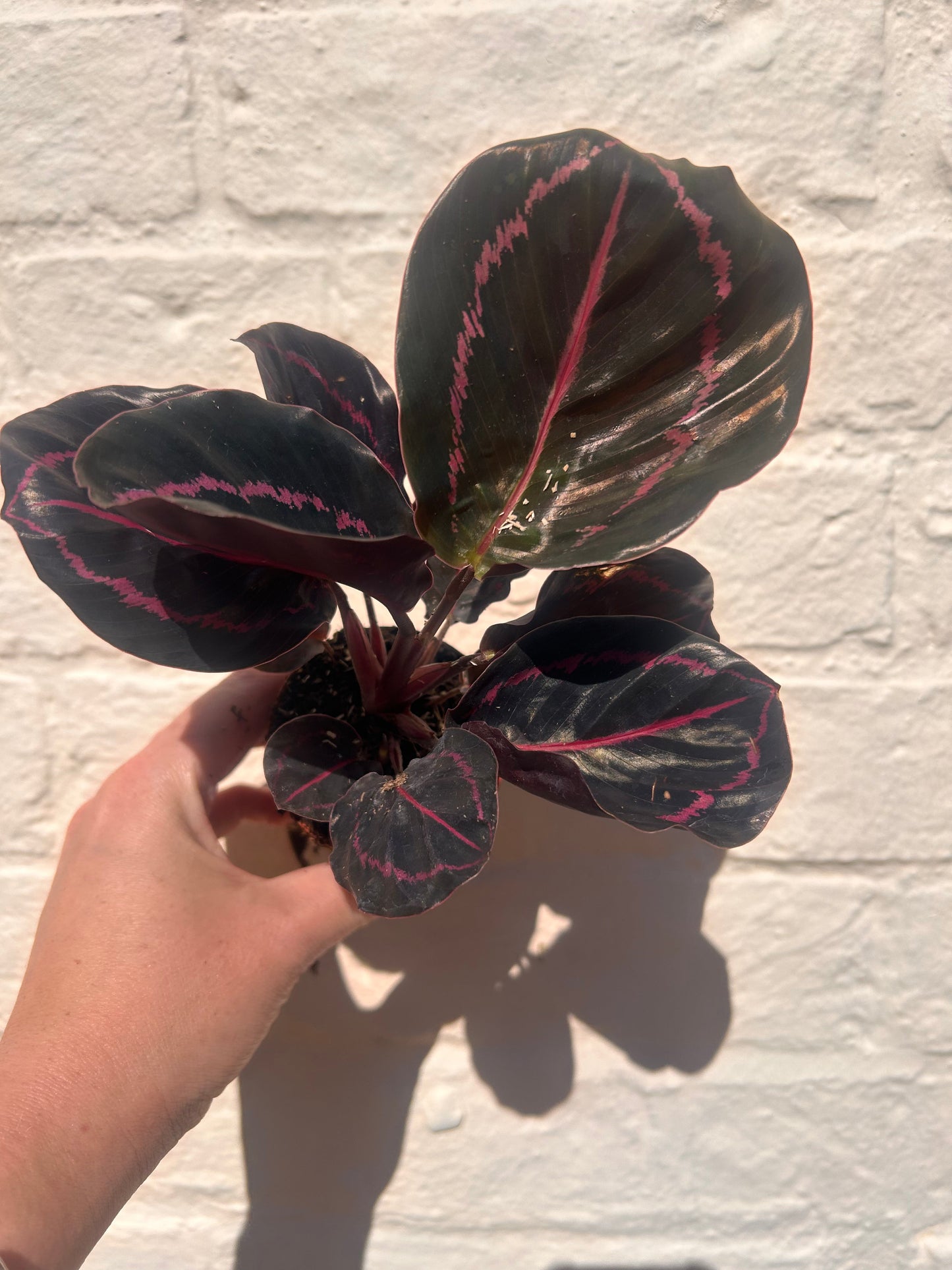 Calathea roseopicta 'Dottie' (Prayer Plant)