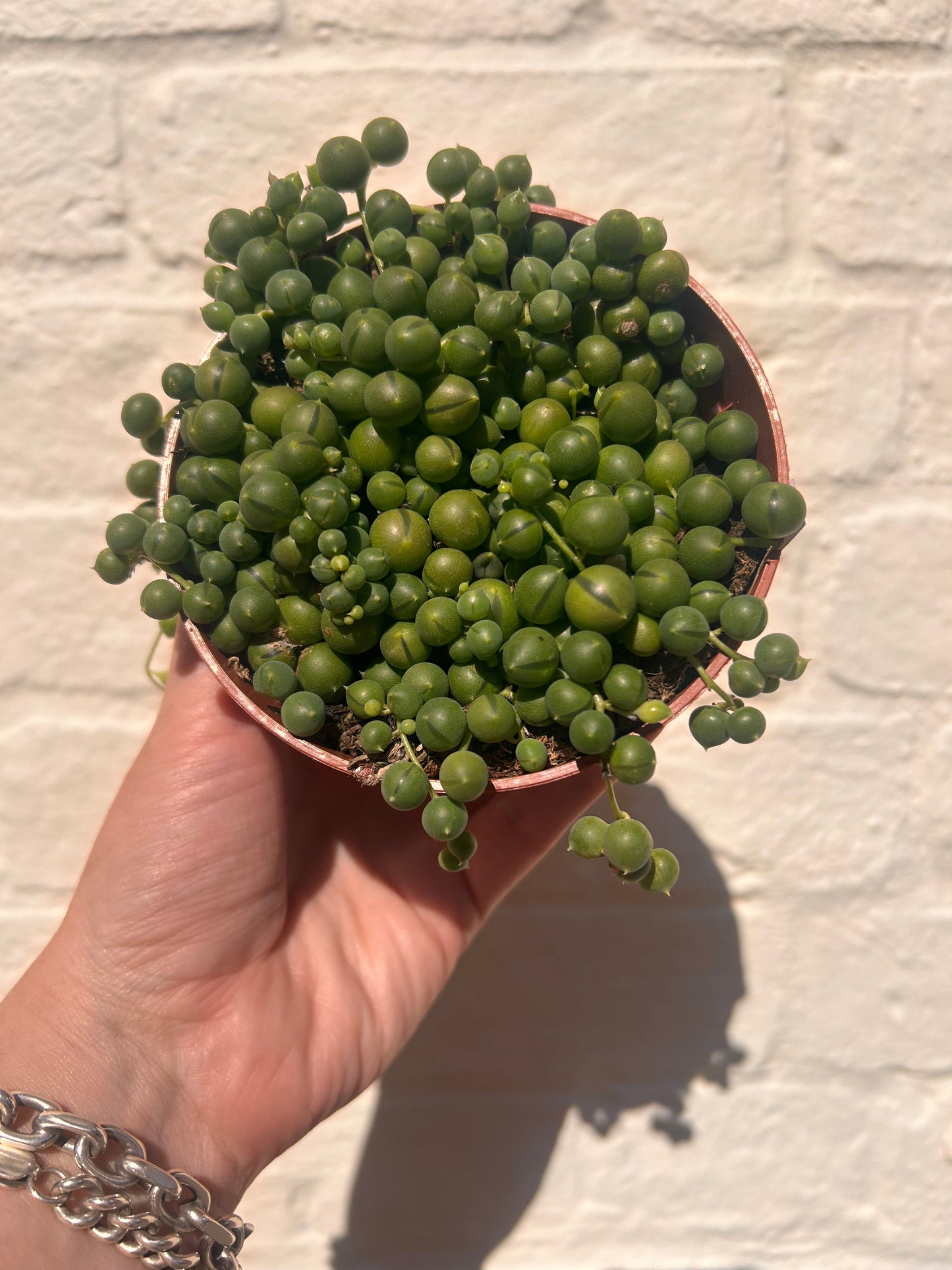 Curio rowleyanus (String of Beads)