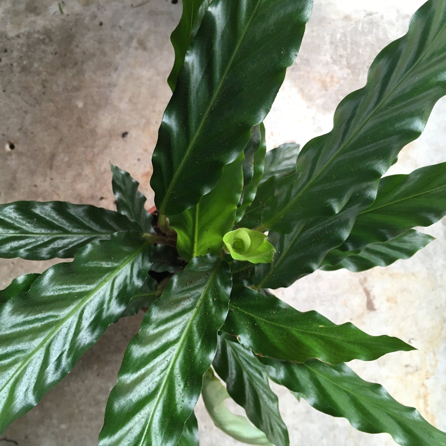 Calathea rufibarba (Velvet Calathea)