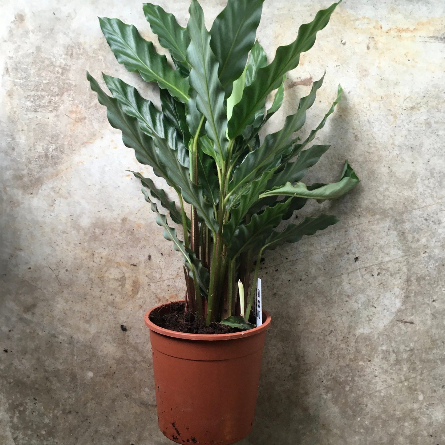 Calathea rufibarba (Velvet Calathea)
