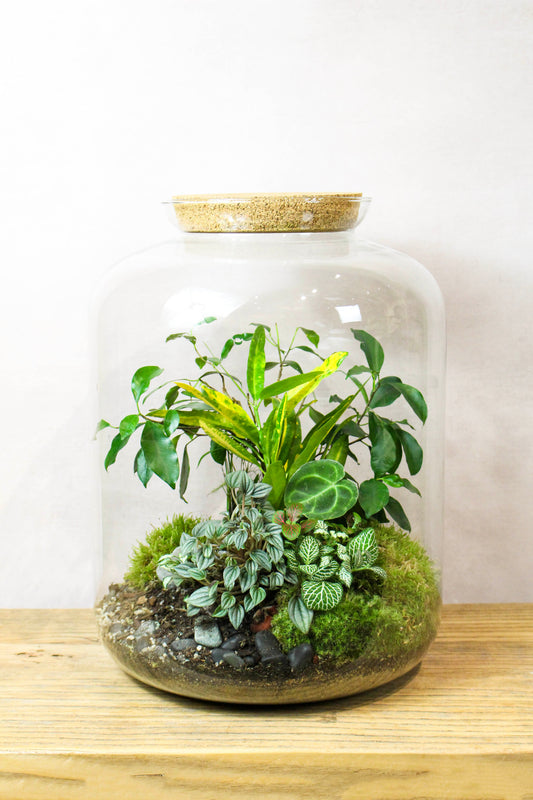 The Grande Terrarium 45cm