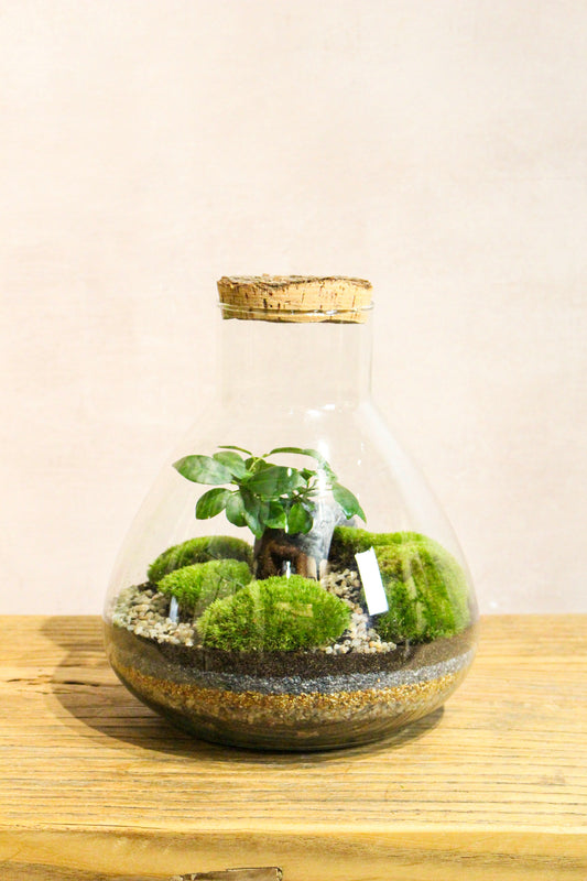 Small Lab Jar Terrarium (Zen) 24x23cm